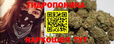 крисы Новодвинск